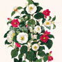 Clara Maria Pope Botanical, Plate 1