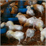 In Maryland, Focus on Poultry Pollution