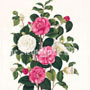 Clara Maria Pope Botanical, Plate 2