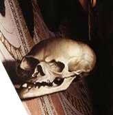 Image:Skull-Ambassadors.jpg